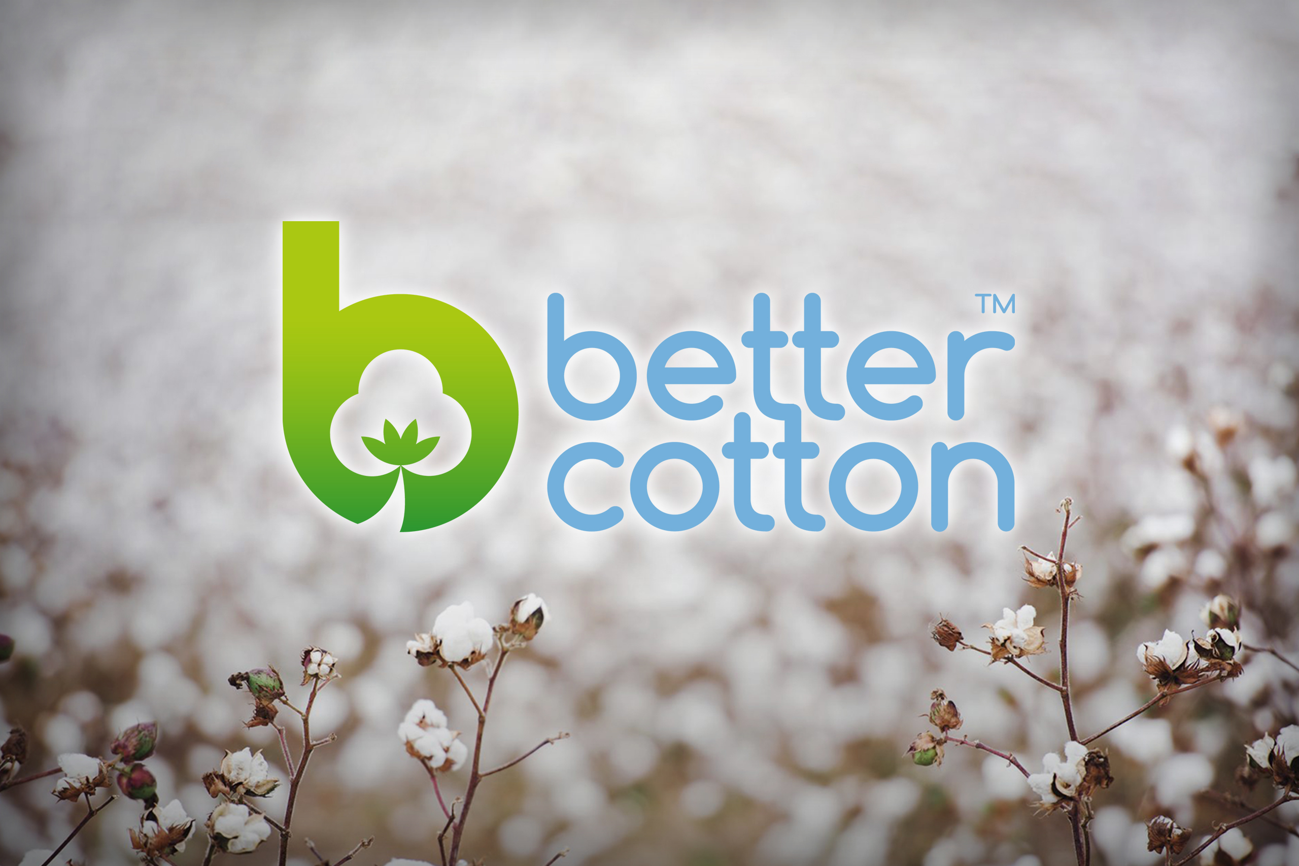 Fibre traceability series: Better Cotton - Carrington Knowledge Hub ...